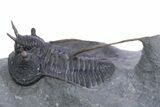 Devil Horned Cyphaspis Walteri Trilobite With Two Headers #347762-5